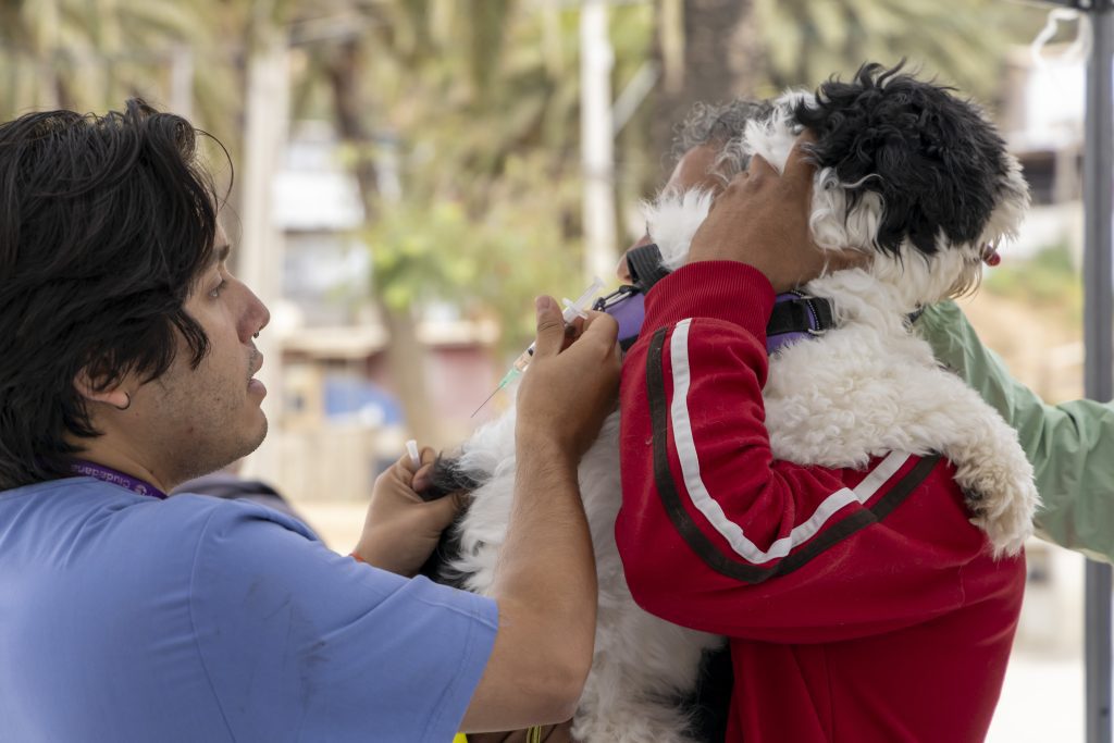 foto vacunatorio perros
